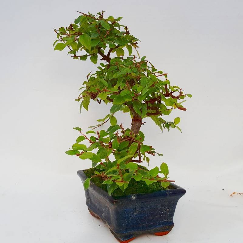 lavastein bonsai Statement: Fukein Tea main image 0