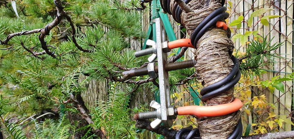 Tensiones y esfuerzos en bonsai.