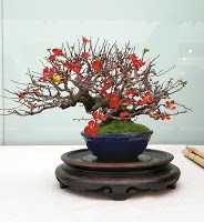 Detalle de este bonsai marcando la estación