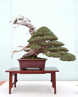 Una maravilla de bonsai con maderas muertas