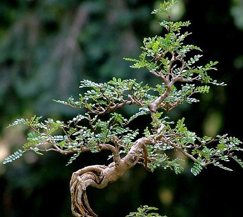 Bonsai center Bonsai center