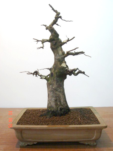 bonsai center sopelana
