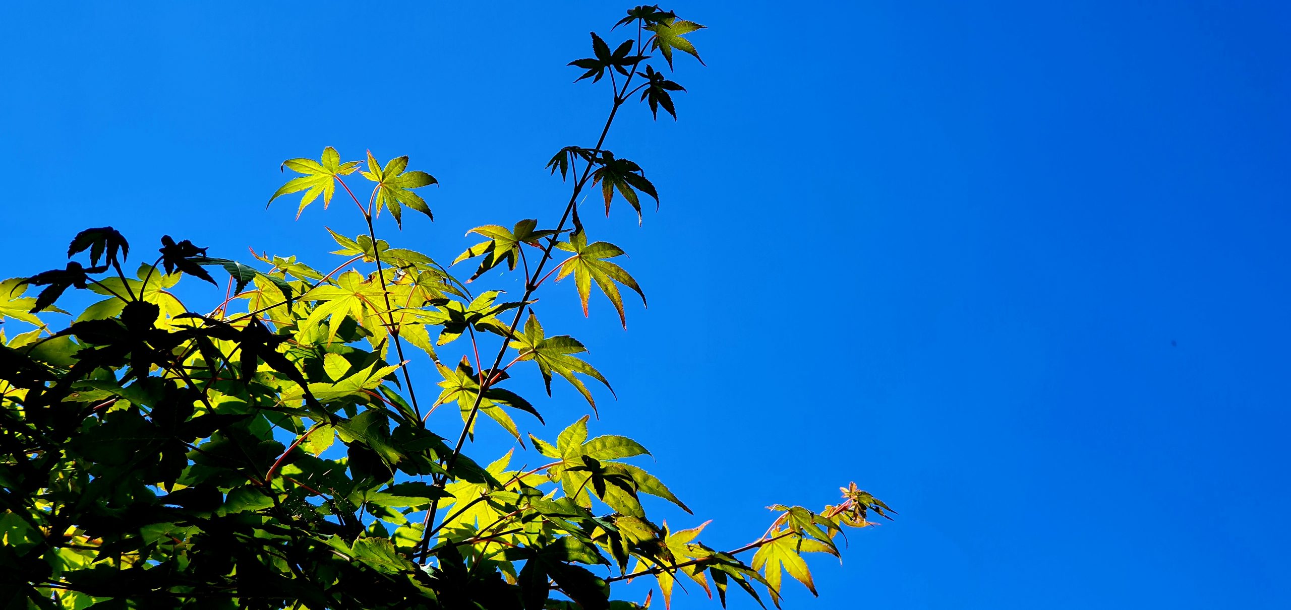 Estragos de verano, soluciones para tu bonsai.