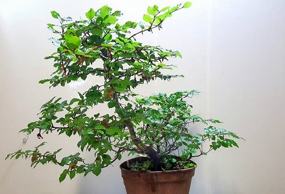 bonsai center sopelana