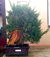 bonsai center sopelana