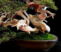 torsiones y crecimiento en espiral en bonsai