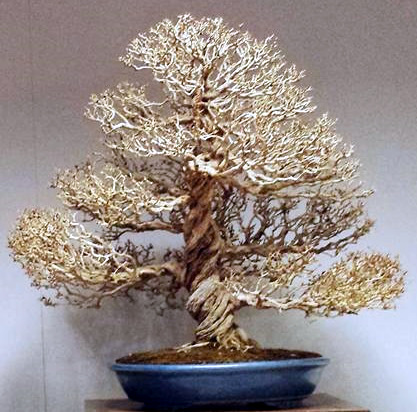 torsiones y espirales de bonsai center sopelana