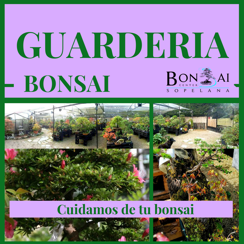 Si te vas confíanos tu bonsai.