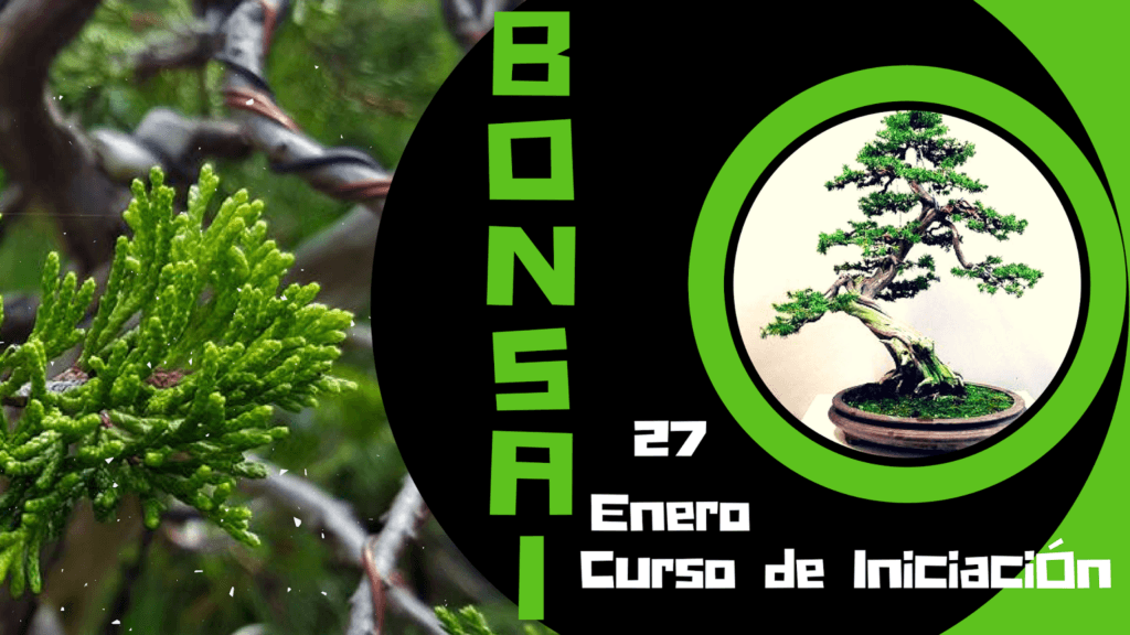 cursos de bonsai