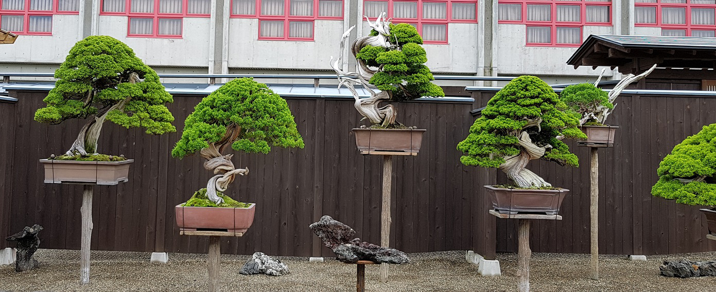 Taikan Bonsai: paraiso