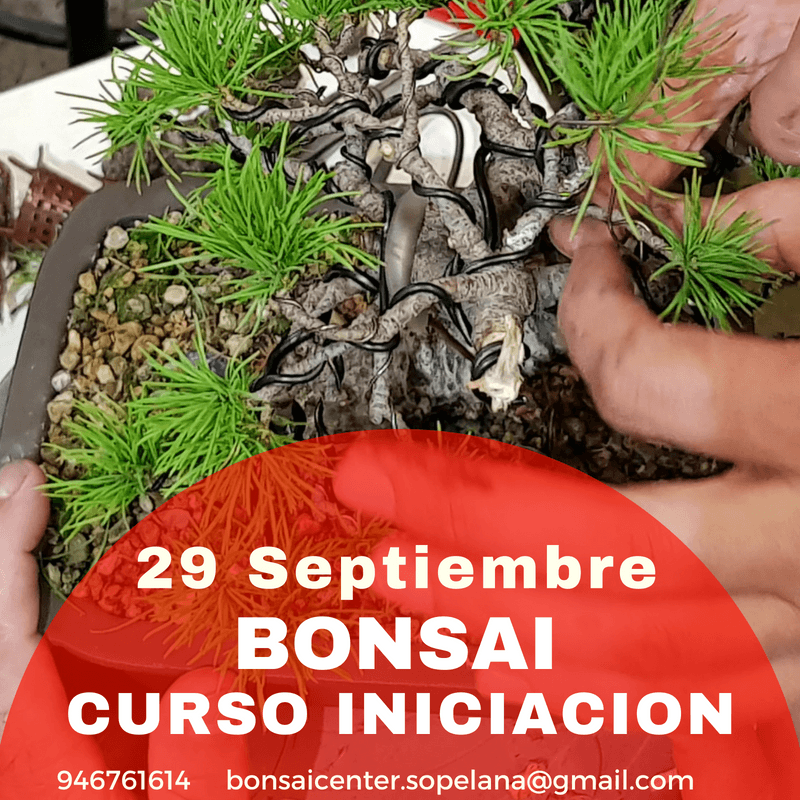 Curso Bonsai Iniciación Septiembre de 2018