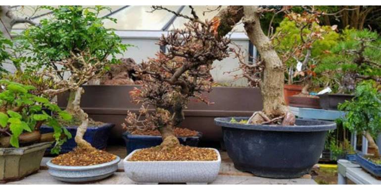 Tener y cuidar un bonsai no es lo mismo que diseñar un bonsai.