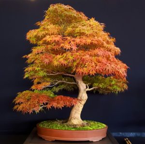 European-Bonsai-San-Show 2018