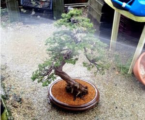 El dilema de las raíces del bonsai – Recordando