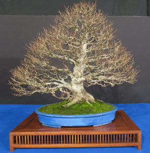 TROPHY BONSAI 2019- The trees.