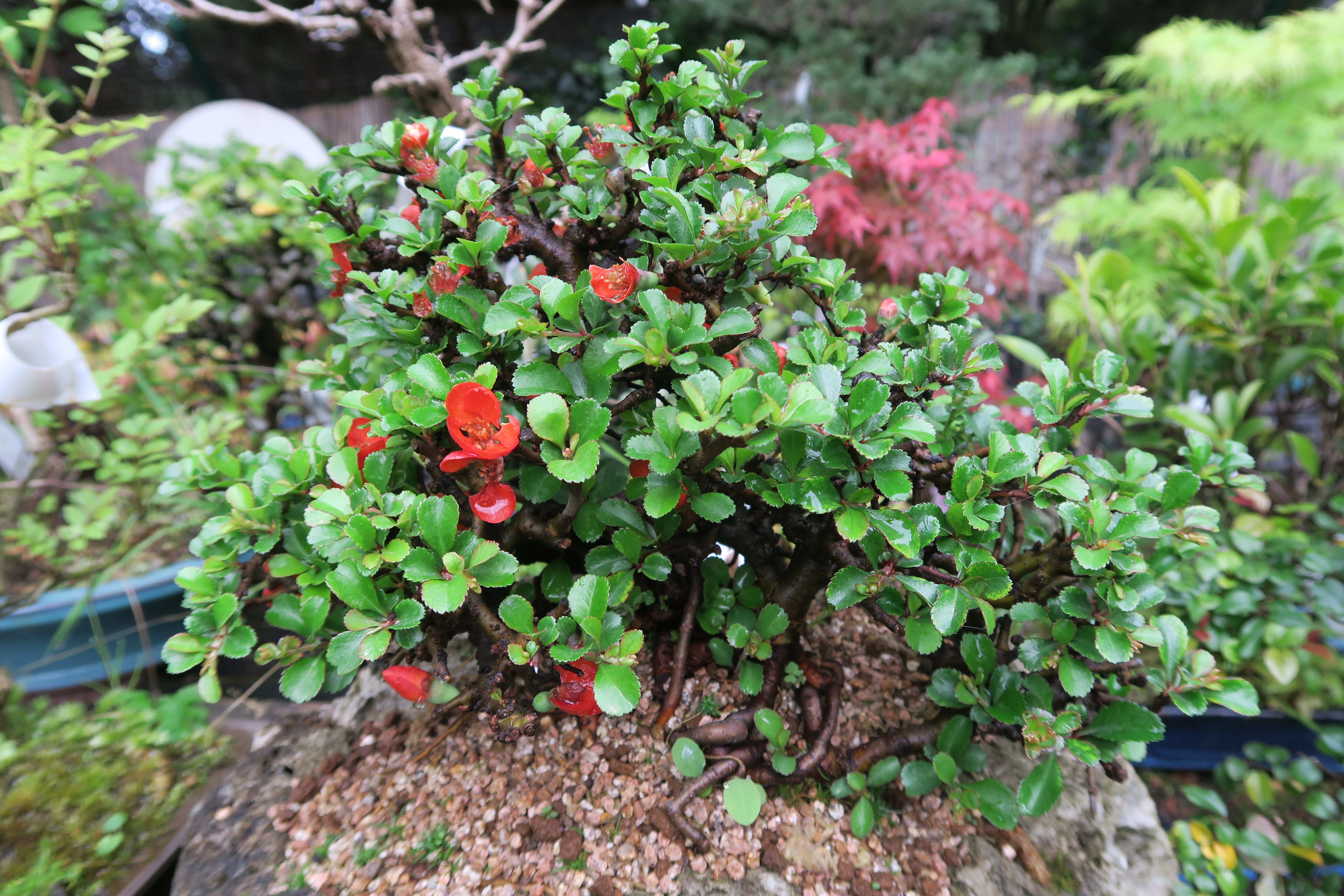 Cómo ser una Internet Bonsai Fan