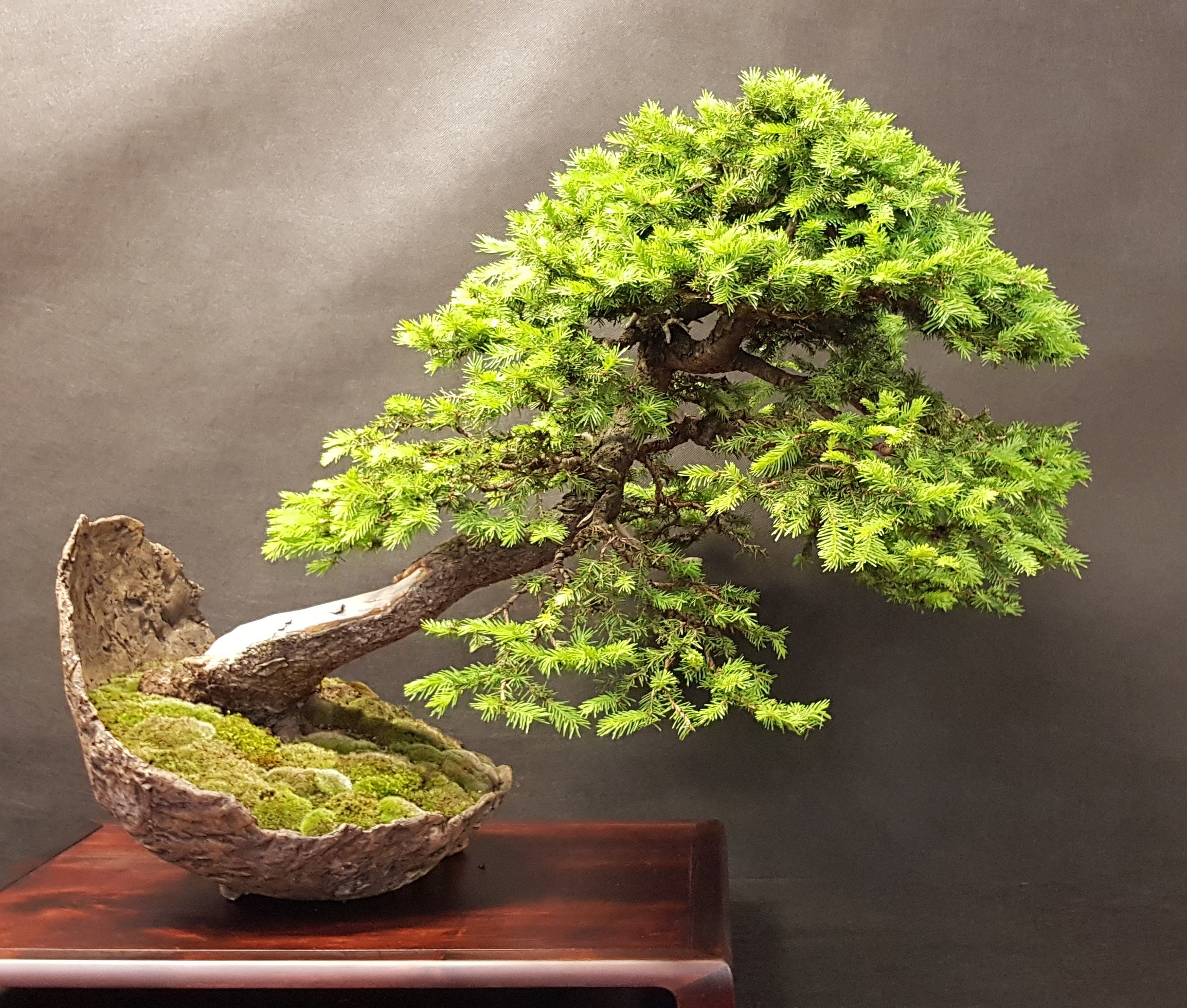 Expo Bonsai Albi, FFB y EBA