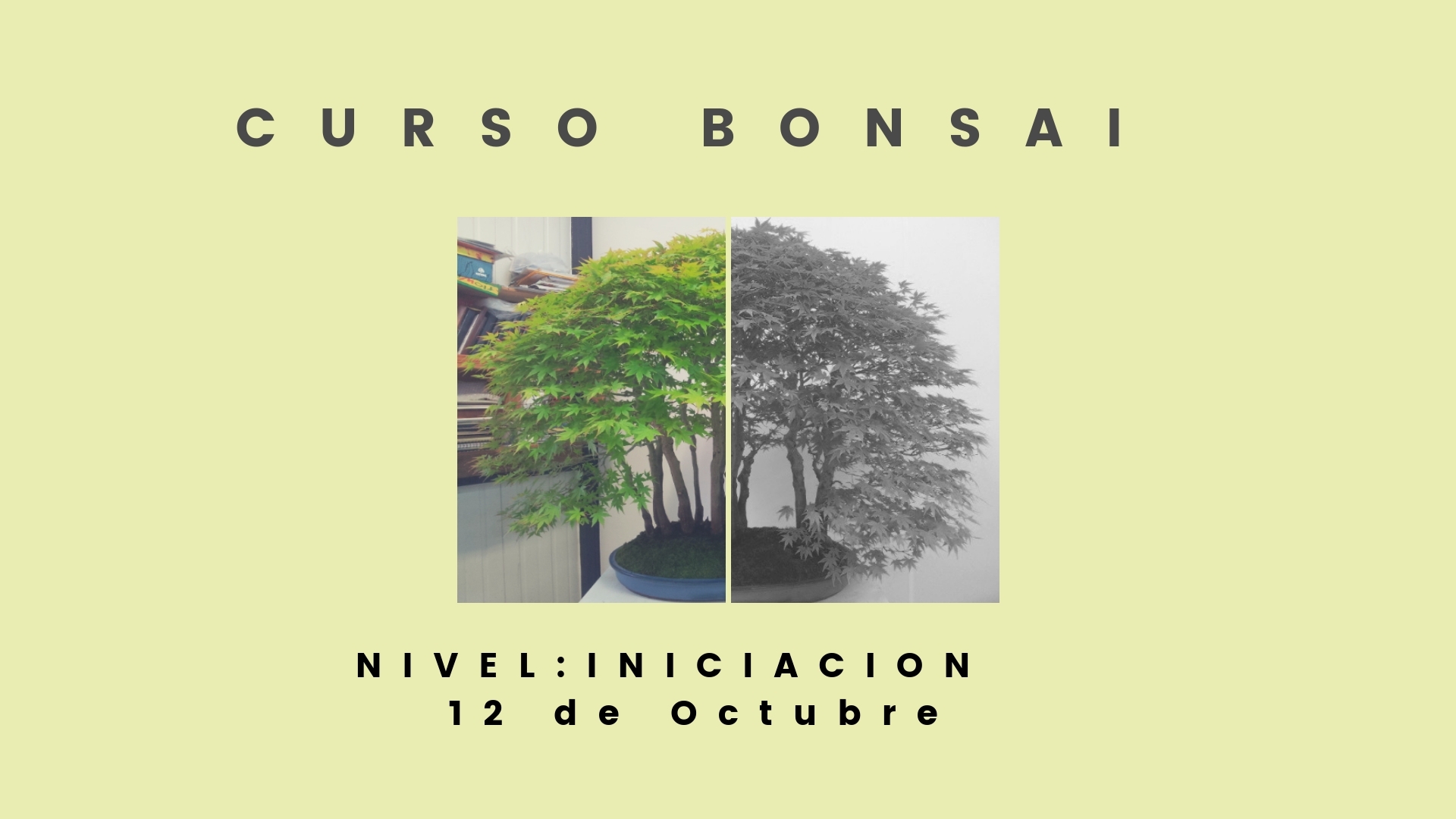Iniciación al Bonsai. Curso octubre 2019