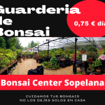 Servicio de Guarderia de Bonsais