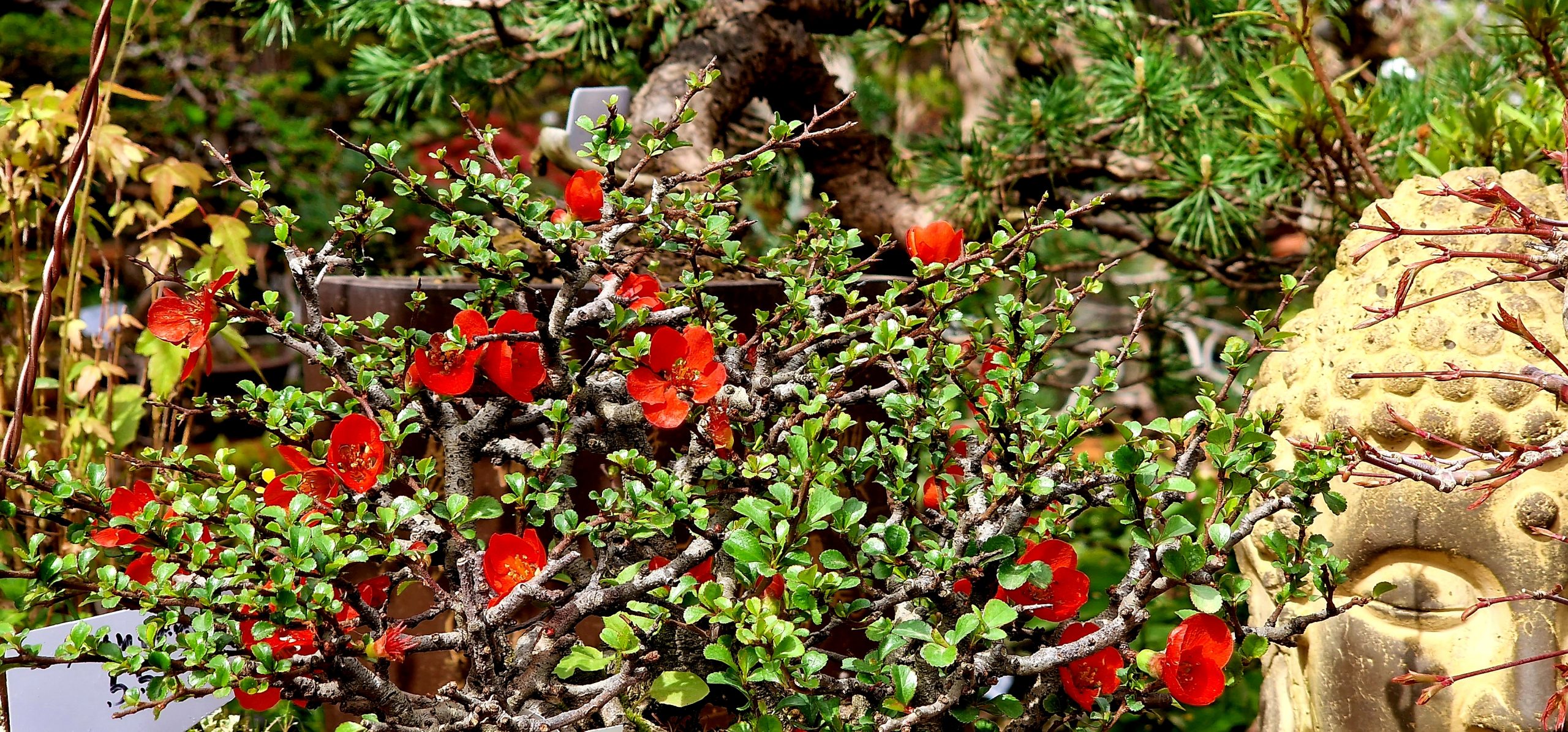 CHAENOMELES FLORECIENDO