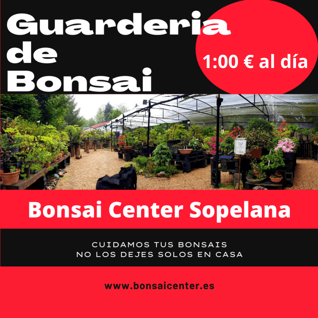 Guarderia bonsai