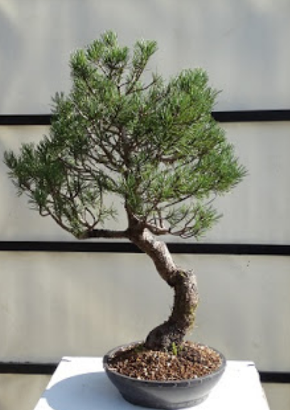 bonsai pino en bonsai center