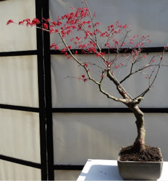 bonsai arce en bonsai center